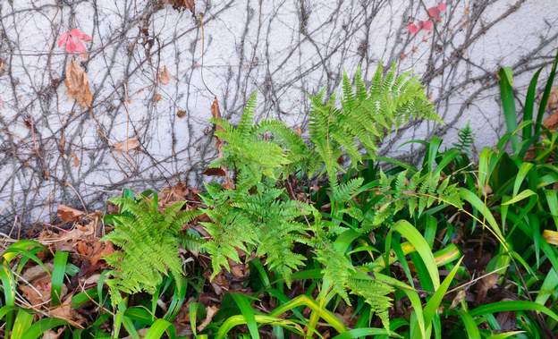 Dryopteris erythrosora 2015 11