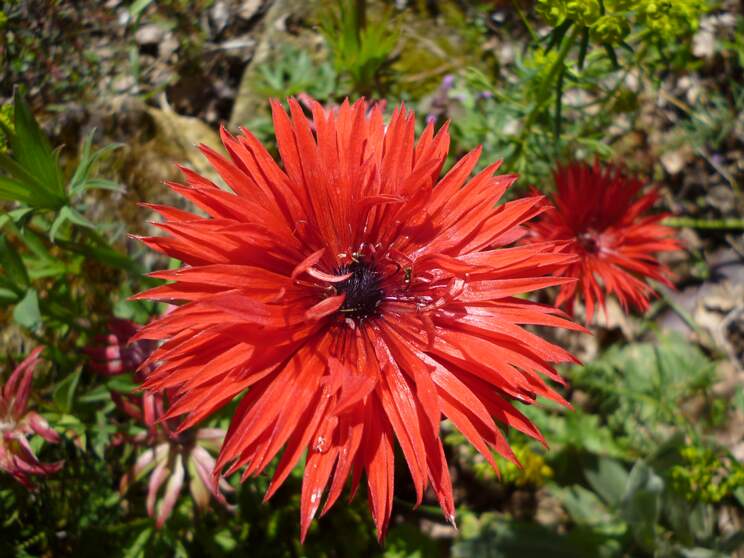 Anémones Certaines anémones seraient à mettre dans les bulbes, cormes, etc. puisqu'elles poussent sur des griffes (anemona...