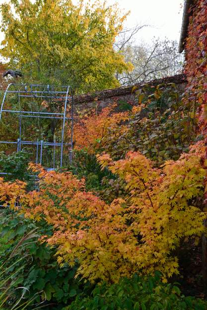 Acer palmatum 'Senkaki' c 2014 Du coup en 2010 on décide de mettre le même un peu plus à l'ouest pour voir. Photo de 2014. On voit derrière le premier et loin derrière dépassant le toit,...