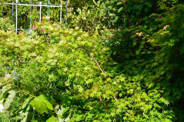 Acer palmatum 'Senkaki' c 2015 05 En fin de printemps, son feuillage vert est mélangé au reste du massif.