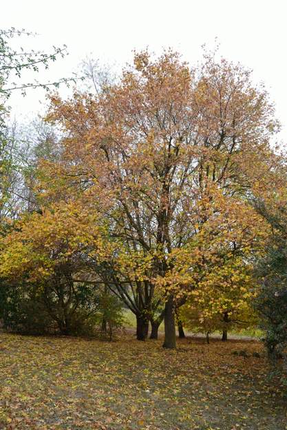 Acer campestris 2015 10 De plus en plus beau et imposant, en pleine santé.