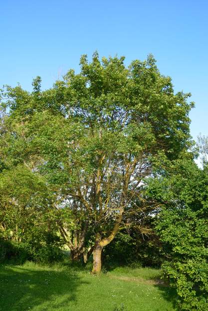 Acer campestris 2017 05 Avec un été très sec puis un hiver pas mieux, une bonne partie des branches basses est morte.