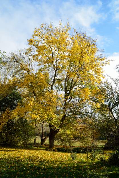 Acer campestris 2021 11 La tempête (tornade) du 11 septembre 2019 suivi de quelques sécheresses d'été n'a pas plu du tout à l'érable qui a du mal à s'en remettre.
