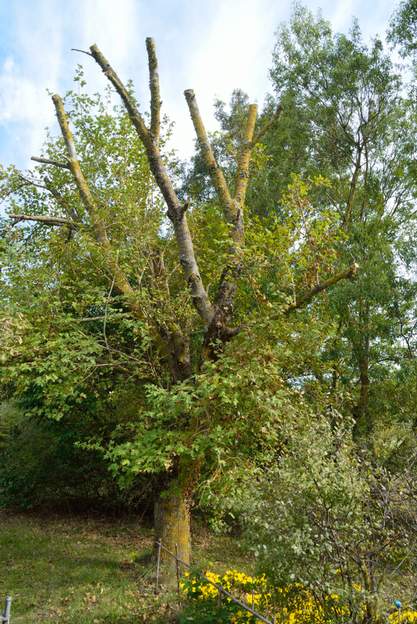 Acer campestris 2022 10 Du coup on l'a rabattu un peu.