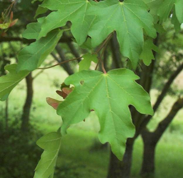 feuille du campestris