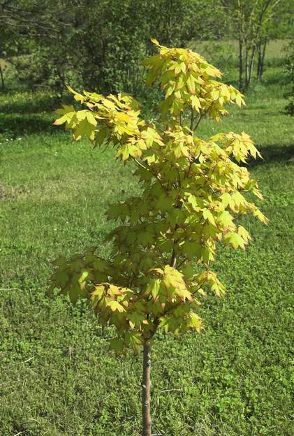 Acer capadocicum 'Aureum' 2007 04 Planté en 1999. Mauvaise idée, trop fragile. D'autant qu'il était seul et en plein soleil.