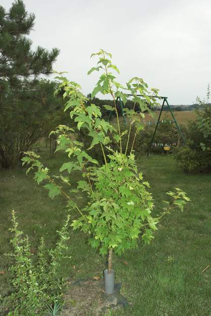Acer capadocicum 'Aureum' 2007 08 printemps et été de 2007 ont été très gris et jamais chauds, pas vraiment de soleil ; alors notre érable se met à pousser, ça lui plaît particulièrement.