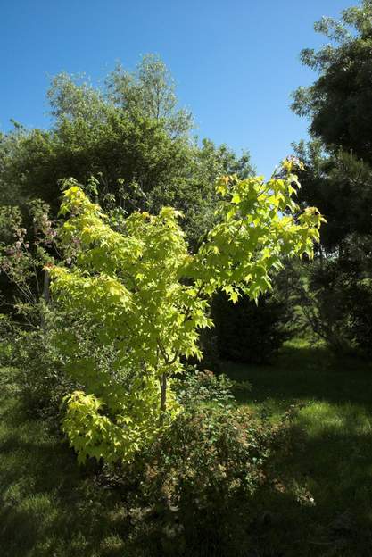 Acer capadocicum 'Aureum' 2009 05 en 2009 premier jour de soleil en mai (le 16) il illumine cette partie du jardin le matin. à peu près disparu en hiver 2012, trop d'eau et de froid après deux...