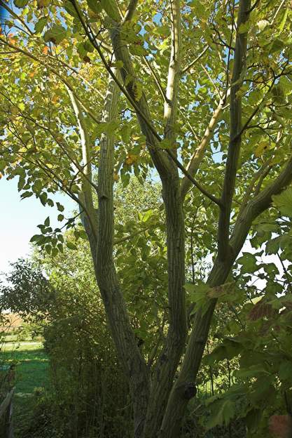 Acer davidii 2006 Aussi appelé peau de serpent à cause de son écorce, surtout en hiver. Peu vigoureux, ça tombe bien vu qu'il est contre le mur nord. 5 ou 6 mètres quand même.