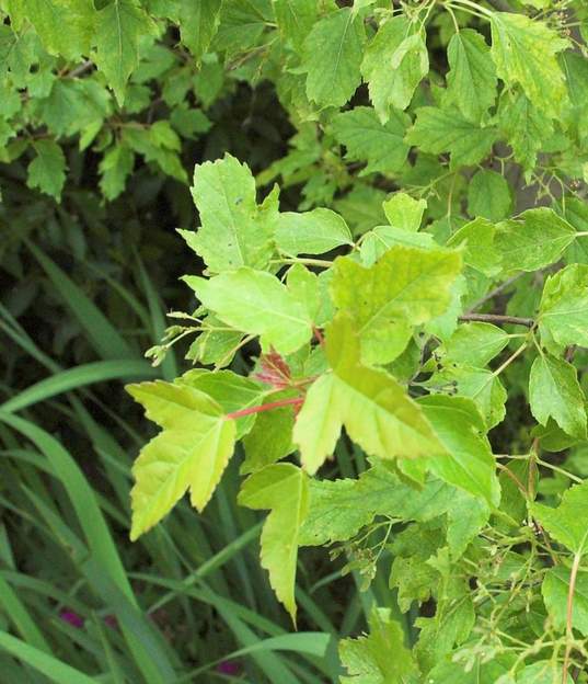 feuille du ginala de près
