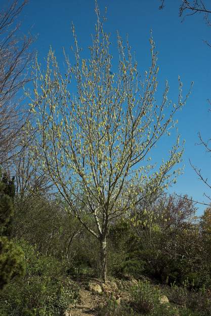Acer negundo 2003 03 Fin mars, il est couvert de fleurs ...