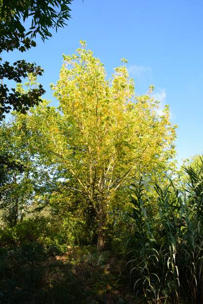 Acer negundo 2013 Il est fort remarquable en octobre.