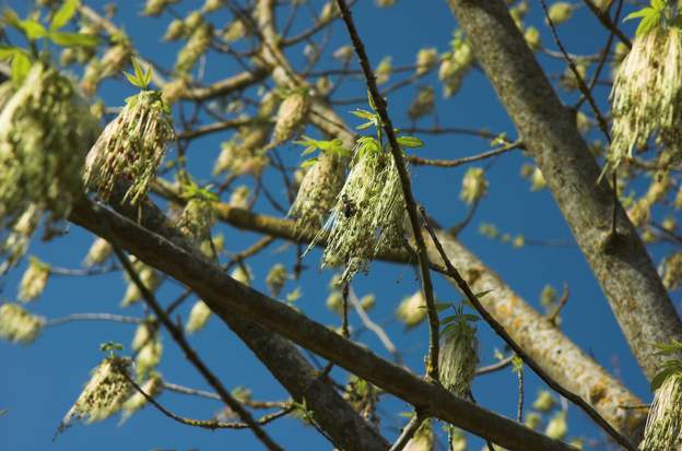 fleurs de près Quelle forme curieuse ! elles attirent les abeilles
