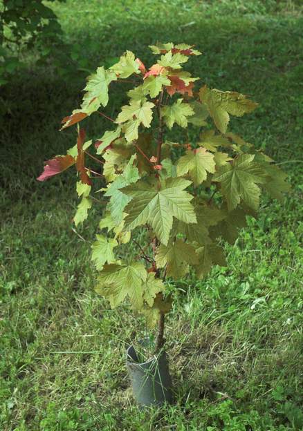Acer platanoides 2007 05 Il est dans un coin pauvre et sec et a un mal de chien. Il n'est pas évident qu'il y arrive réellement. Mort en 2009 suite à un hiver plus rigoureux que les...