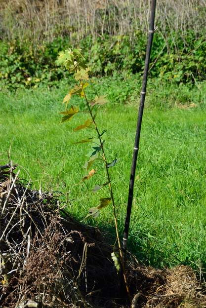 Acer platanoides 2020 10 Dans le pré de la mare, on essaye un Érable plane