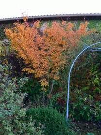 Japonais Acer palmatum . Cet érable n'est pas vraiment une plante de terrain acide. Il supporte les terrains neutres ou un peu...
