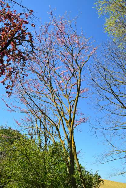 Cercis chinensis 2026 03 L'hiver a été rude, 10 jours à -9°, après un été bien sec. Il n'a pas aimé, quelques branches sont mortes.