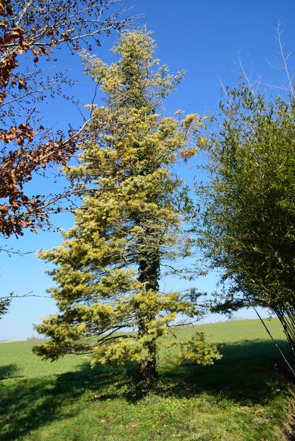 Abies concolor 2015 Il souffre du plus en plus. Je ne pense pas qu'il durera 5 ans de plus.