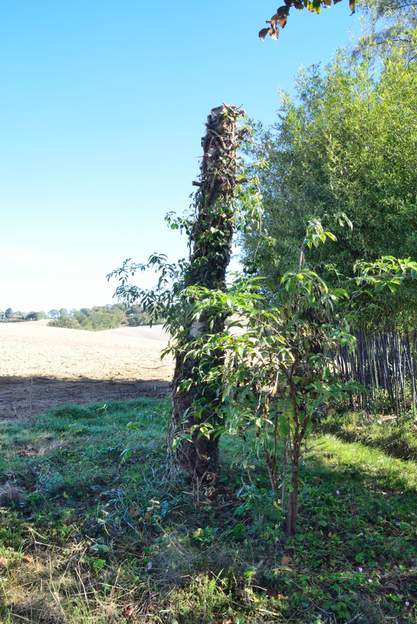Abies concolor 2022 10 Il était en vraiment trop mauvais état. Nous l'avons fait couper, on fera grimper quelque chose dessus !