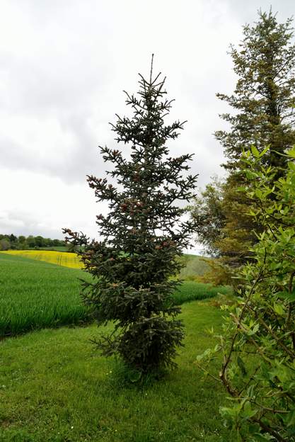 Abies pinsapo 2013 3 mètres au moins, ça y est, il pousse régulièrement.