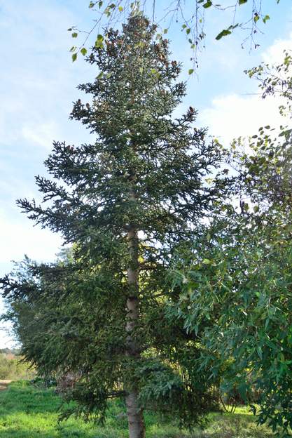 Abies pinsapo 2022 Il a poussé très lentement, mais a fait de profondes racines, du coup les sécheresses estivales le laissent parfaitement indifférent !