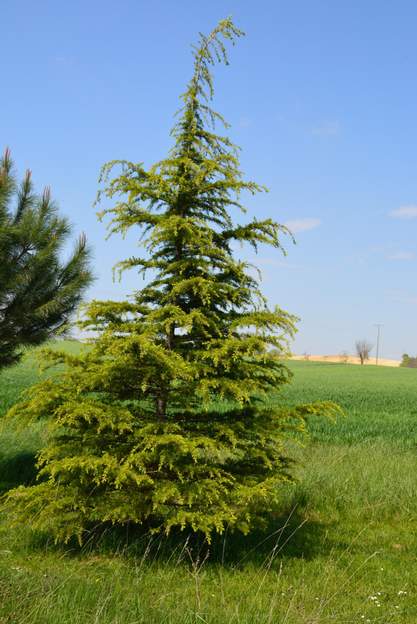 Cedrus deodara 'Aurea' 2015