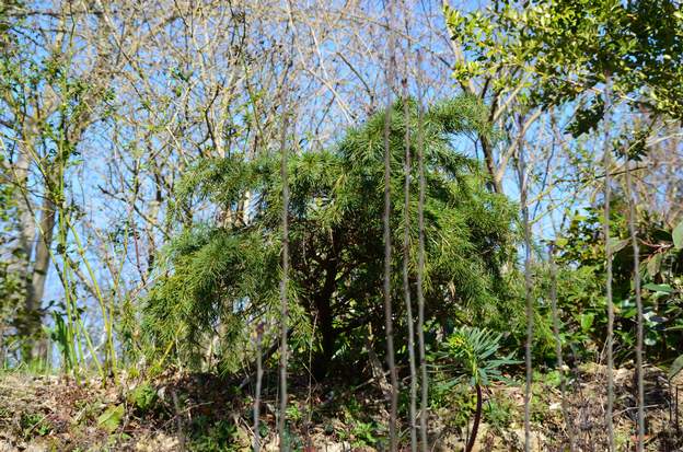 Cedrus deodora 'Feeling Blue' 2013 au moins 60 cm.