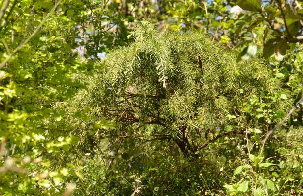 Cedrus deodora 'Feeling Blue' 2016 04 20 ans quand même, 40 cm de haut et 1 mètre de long peut-être.