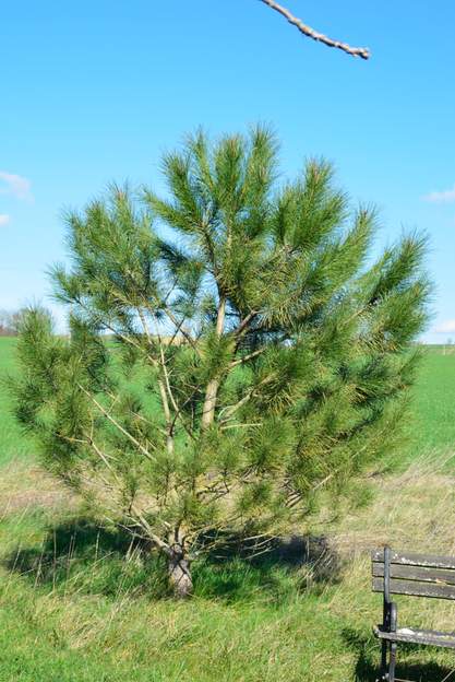 pinus pinea 2013