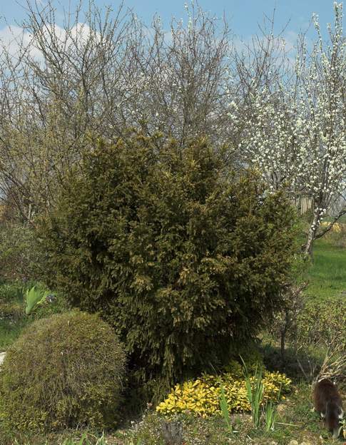 Taxus baccata 'Adpressa Aurea' 2012 Le même en 2012, en vieillissant, il est plus sombre, surtout à la sortie de l'hiver comme sur cette photo.