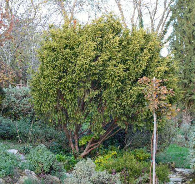 Taxus baccata 'Adpressa Aurea' 2019 11
