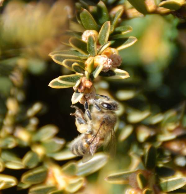 Taxus baccata 'Adpressa Aurea' : Fleurs en début mars Fleurs en début mars