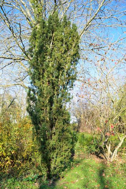 Taxus baccata 'Fastigiata' 2018 10 ans après, il n'a pas beaucoup grandi, mais on voit qu'il a vieilli, il n'est plus aussi droit.
