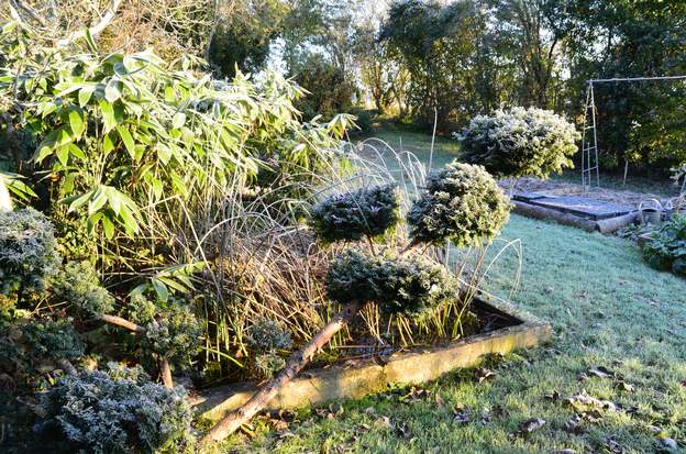 Taxus baccata 'Repens Aurea' 2013