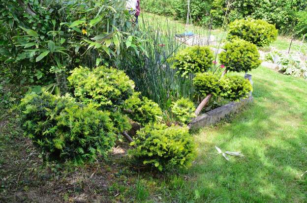 Taxus baccata 'Repens Aurea' 2014