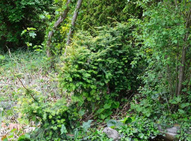 Taxus baccata 'Repens Aurea' b 2019 Au nord de celui qui est taillé nuageux, un autre qui est simplement taillé afin que l'on puisse passer.