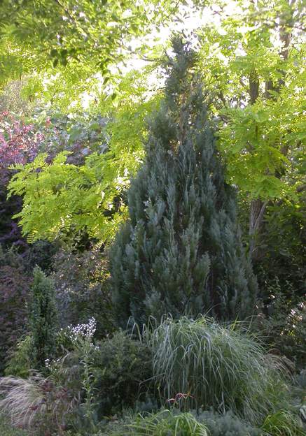 Chamaecyparis lawsoniana 'Columnaris' 2006 Le dernier chamaecyparis du jardin. Tous les autres sont morts, desséchés peu à peu entre 2003 et 2006. planté en 1991. Cette famille est à éviter soigneusement...