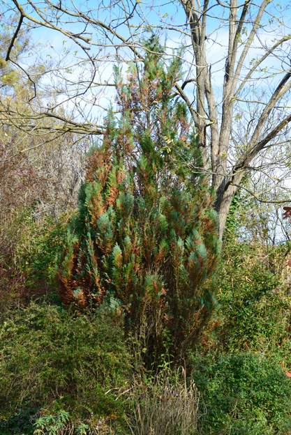 Chamaecyparis lawsoniana 'Columnaris' 2012 Il a du mal. Mais il vit toujours, et grandit peu à peu.