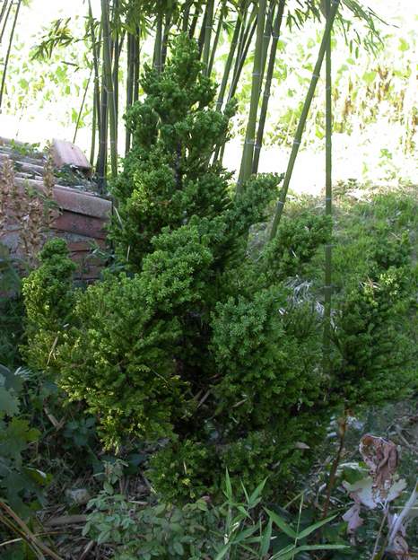 Cryptomeria japonica 'Bandai Sugi' 2006 Les Cryptomères sont des arbres de montagne humide ; ils n'apprécient guère le Lauragais. Ils ont survécu pendant des années près de la source, dans un sol...