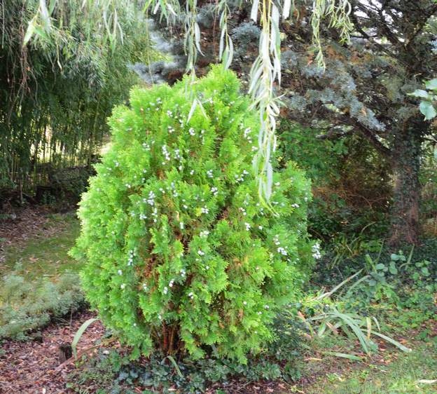 Platycladus orientalis 'Aurea Nana' (b) 2015 Planté en 2006 à l'est de la grande rocaille. il fait un peu plus d'un mètre de haut 9 ans après. Il grandit lentement, mais ça vient !