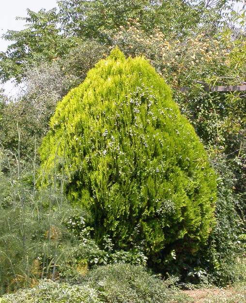 Platycladus orientalis 'Aurea nana' (a) 2006 Il était auparavant appelé Thuya de Chine ou orientalis On en a fait un genre différent. Cette forme naine est très dense, même pas deux mètre de haut, et...