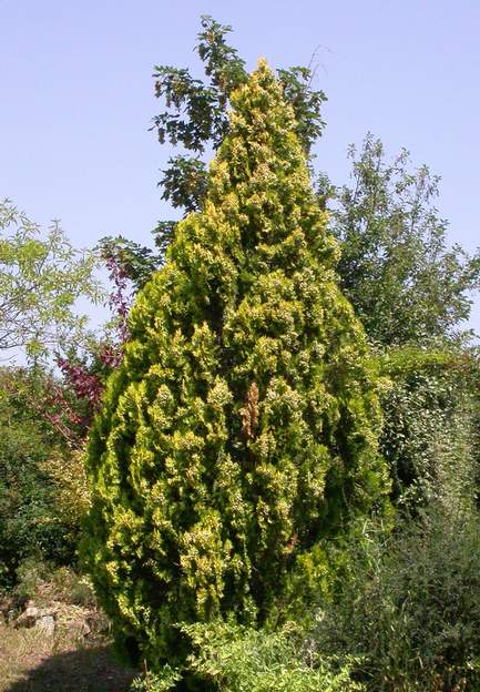 Platycladus orientalis 'Elegantissima' 2006