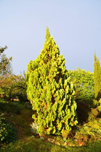 Platycladus orientalis 'Elegantissima' 2013 La neige de l'hiver l'a déformé. 6 mètres de haut.