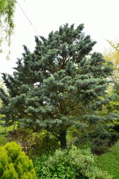 Cupressus arizonica 2013 Comme pour beaucoup des conifères, les branches se séparent peu à peu avec l'âge