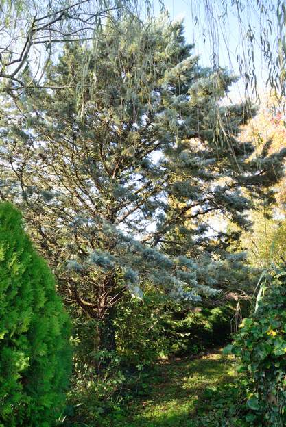 Cupressus arizonica 2020 10