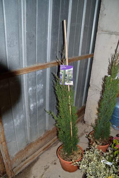 Cupressus sempervirens 'Caro' 2018 01 Comme ils poussent parfaitement, on en ajoute deux pour la famille, Tonton jean et Cléa. Le cultivar 'Caro' est très étroit, et surtout résistant au chancre. On...