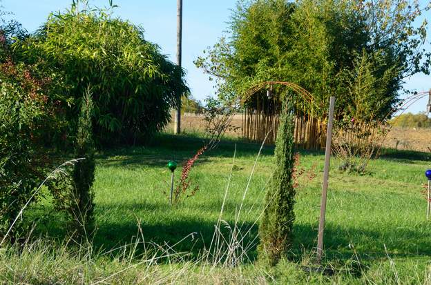 Cupressus sempervirens 'Caro' 2020 10 Plantés il y a deux ans dans un terrain très humide, on a douté de leur reprise, mais ça va.