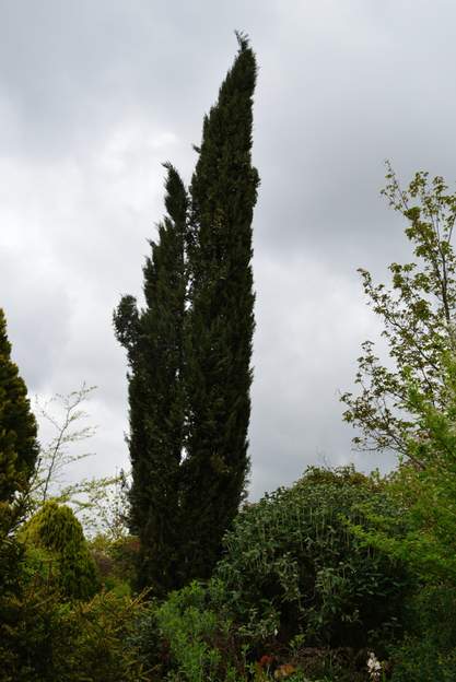 Cupressus sempervirens 'Stricta' 2013 Il n'aime pas la neige, celle de 2013, tombée en plusieurs fois, et l'âge aidant, il est de moins en moins pointu strict.