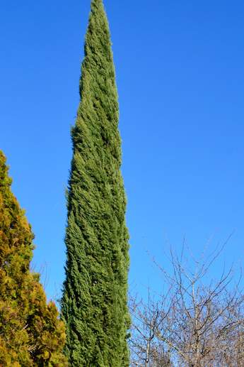 Cupressus sempervirens 'Stricta' 2018 J'ai coupé l'un des troncs en 2015, Depuis il a repris du poil de la bête, et une forme plus tricte.
