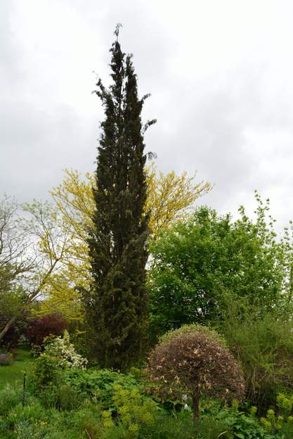 Cupressus sempervirens 2013 Comme tous les conifères à branches verticales, il n'apprécie pas la neige. Elle n'a pas duré longtemps, mais elle a pesé lourd. Photo de février. Il fait...